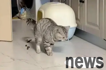 Why do cats smell so bad? Please see the reason analysis!