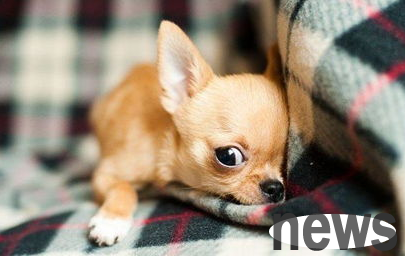 Dog Health丨Why do my dog ​​always shed tears?