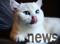 Have you done all the common diseases in cats in spring?