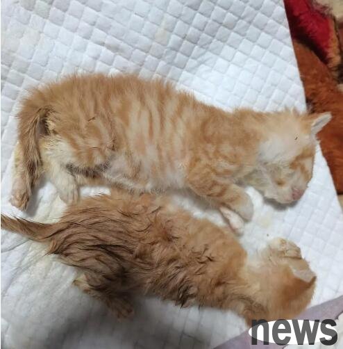 Is it harmful to cats to have diarrhea? What are the causes of cats to have diarrhea?