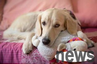 What types of anemia are there in dogs? How to treat it needs to be understood!