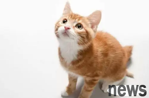Can cephalosporin anti-inflammatory drugs treat cat nasal branches? Is it useful?
