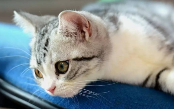 10 must-see precautions for cats undergoing sterilization!