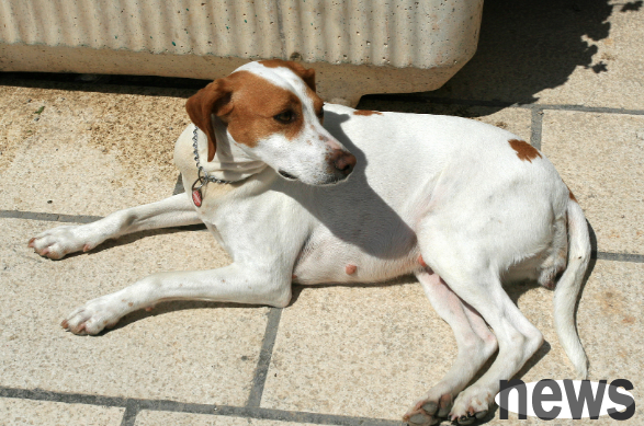 What is rabies? Symptoms and prevention of rabies