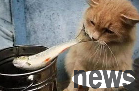 Revealing why cats like to eat fish?