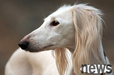 What are the symptoms of seborrheic dermatitis in dogs? How to treat it?