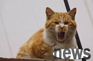 What are the benefits of sterilizing pet cats?