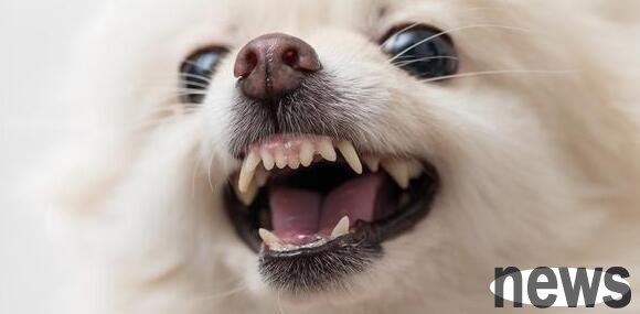 Three potential diseases caused by periodontitis in dogs