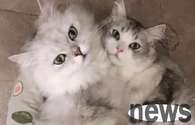 How to raise two male cats one in front and one behind