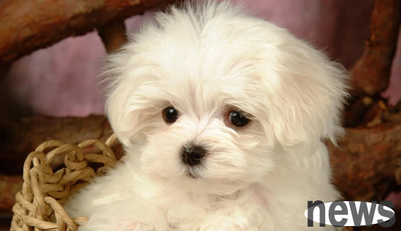 Some signs of dogs before they get sick in daily life
