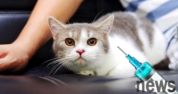 What should I do if a cat has a fever after getting vaccinated?