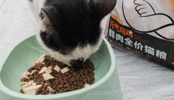 Which cat food is healthier and not expensive? Must know