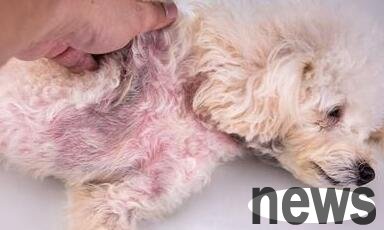 Nutritious skin diseases in dogs