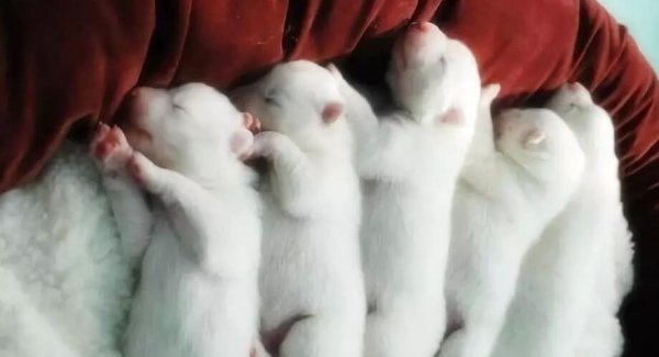 Colostrum: It is important for newborn dogs