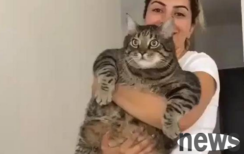 The owner always felt that the cat was too thin until the friend came to play at home that day