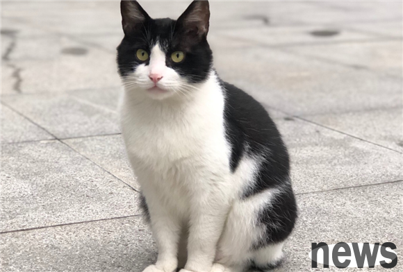 Why are cow cats huskys among cats? The reason is very simple