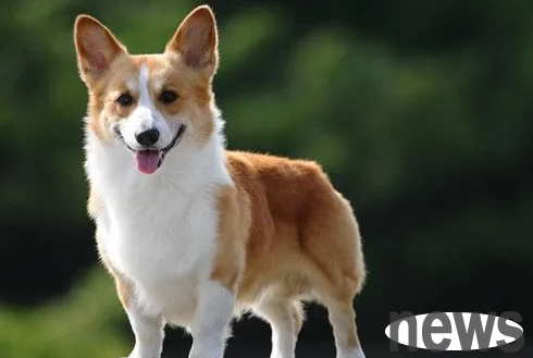 How to exchange dog food for dogs?