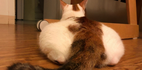 Why do cats like to face people with their butts? So that s how it is...
