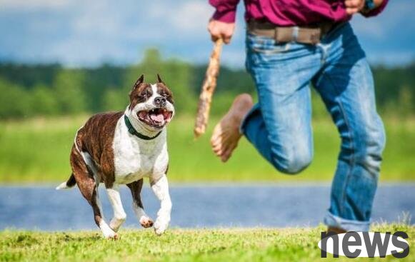 How to train dogs to learn to 