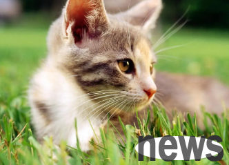 Today s answer: What should I do if the kitten sends off the female cat and escalates her breasts?