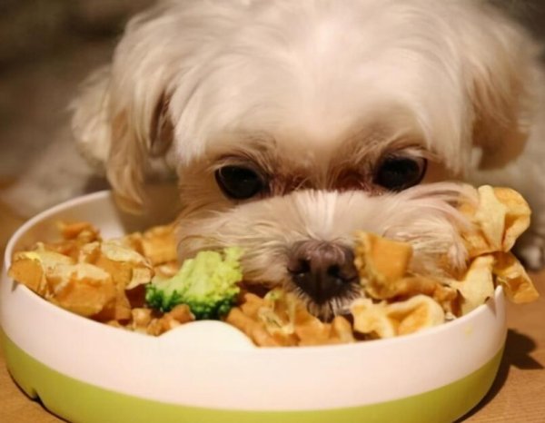 3 key points for dog eating habit training