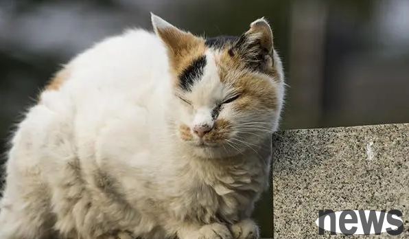 Why do cats hate the poor and love the rich? The shovelers can observe carefully