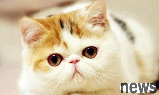 Why are flat-faced cats expensive? The answer is here ~