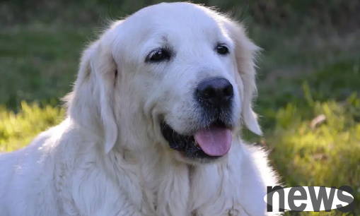 Eight misunderstandings in dog feeding, let’s take a look
