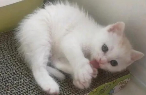 Why does the little cat keep licking itself? The reason is very simple