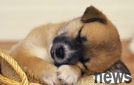 Some of the dog s behaviors will tell you its emotions, let s take a look