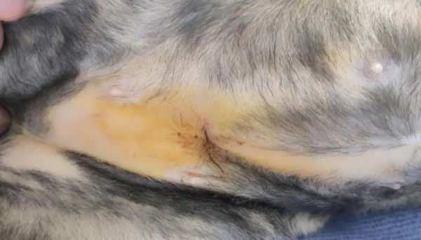 Do you know the consequences of not removing the female cat s sterilization line?