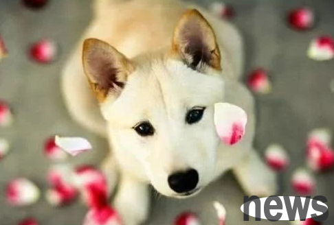As long as you give all these things, the dog will sacrifice his life for you for the rest of his life