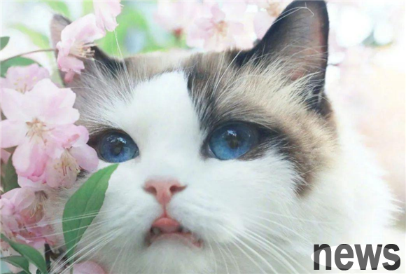 What kind of cat do you think is the most beautiful cat in the world?