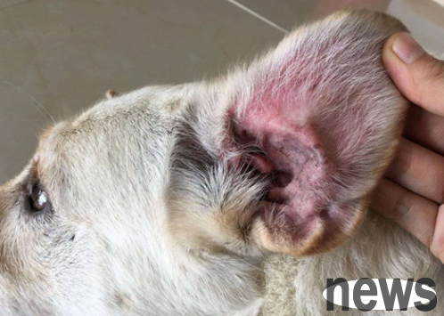 What should I do if my dog has ear mites?
