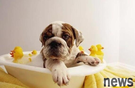 How to bathe a dog? Novice master learns
