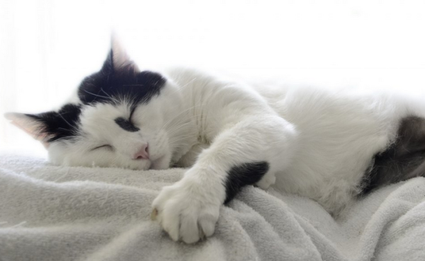 Why do cats like to bite the hair on the broom? This article tells you the answer