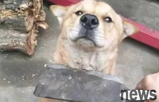 The more you yell, the more dogs you are ignorant, and the appropriate method can teach the 