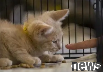 Cat knowledge: How to train kittens to protect food and bite people?