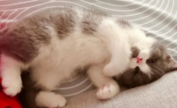 Why do cats drool when stepping on breasts? This is probably the reason