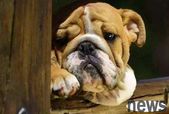 Several reactions after the dog was abandoned, netizens: What did it do wrong