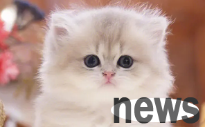 Tips on pet raising: Are there language between cats?