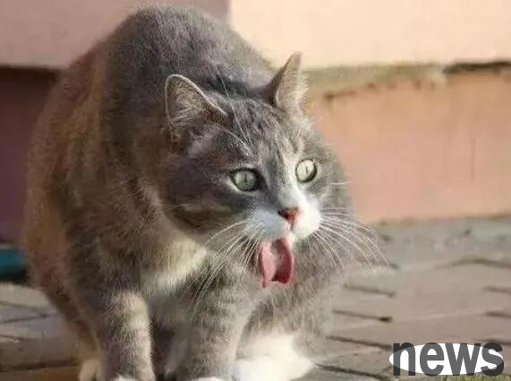 What should I do if my cat s throat is hoarse? There is a way here!