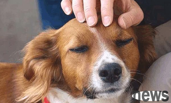 Several changes in life after owning a dog, let’s discuss whether it’s like you