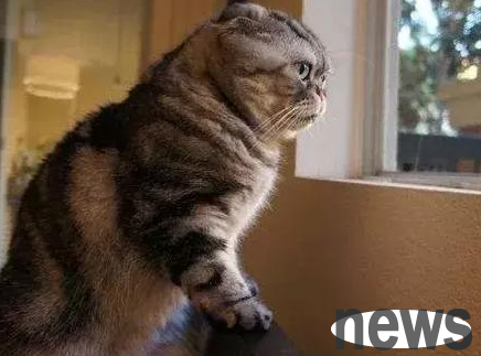 When raising cats scientifically, you need to seal windows. One article teaches you which kind of screen windows to wear for cats.