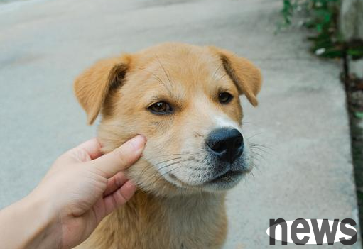 If you have raised enough money for this kind of faithful dog, it is here to repay kindness