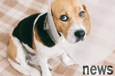 Can dogs wash wounds with normal saline? Pay attention to these things
