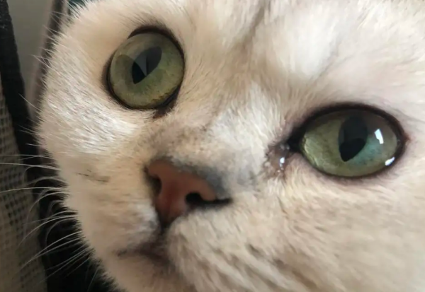 What s wrong with cats crying? Tail shovelers, please learn about it!