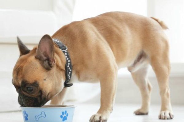 How often does it take for dog rabies vaccine to be given? The knowledge of practical information is here!
