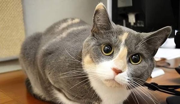 How to train cats? Let s take a look at how to make cats an obedient and cute pet
