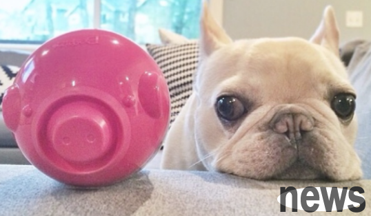 What should I do if my dog ​​is very picky about food and has been hungry and lost weight?